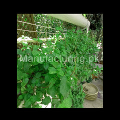 Hydroponics NFT 36 Planting Hole KIT